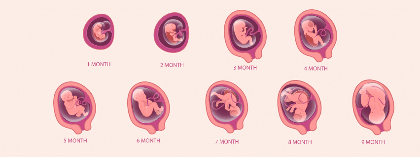 Human Reproduction Chapter Notes | Biology Class 12 - NEET