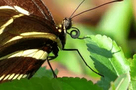 Unit Test(Solutions):Nutrition in Animals | Science Class 7 (Old NCERT)