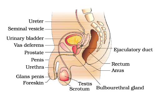 Diagrammatic sectional view of male pelvis showing reproductive system