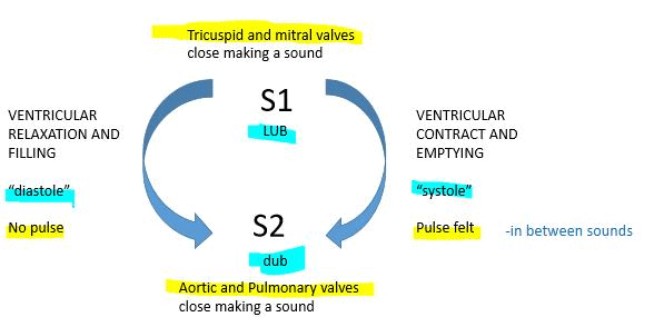 NCERT Solutions Class 11 Biology Chapter 18 - Body Fluids and Circulation