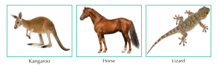 Land Animals