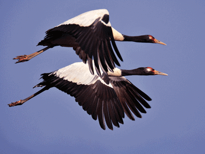 Animal Life Class 5 Notes Science