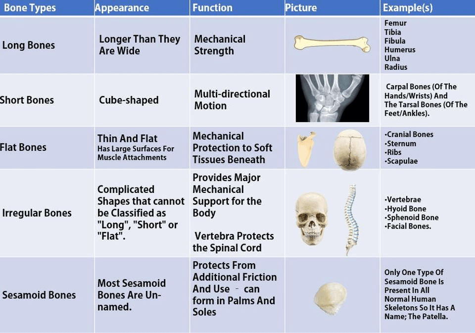 Revision Notes, Fundamentals of Anatomy and Physiology, Physical Education | Physical Education Class 11 (XI) - CBSE and NCERT Curriculum