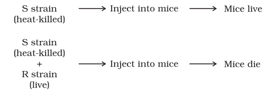 Molecular Basis of Inheritance Chapter Notes | Biology Class 12 - NEET