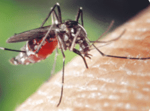 Spread of Disease through Mosquito