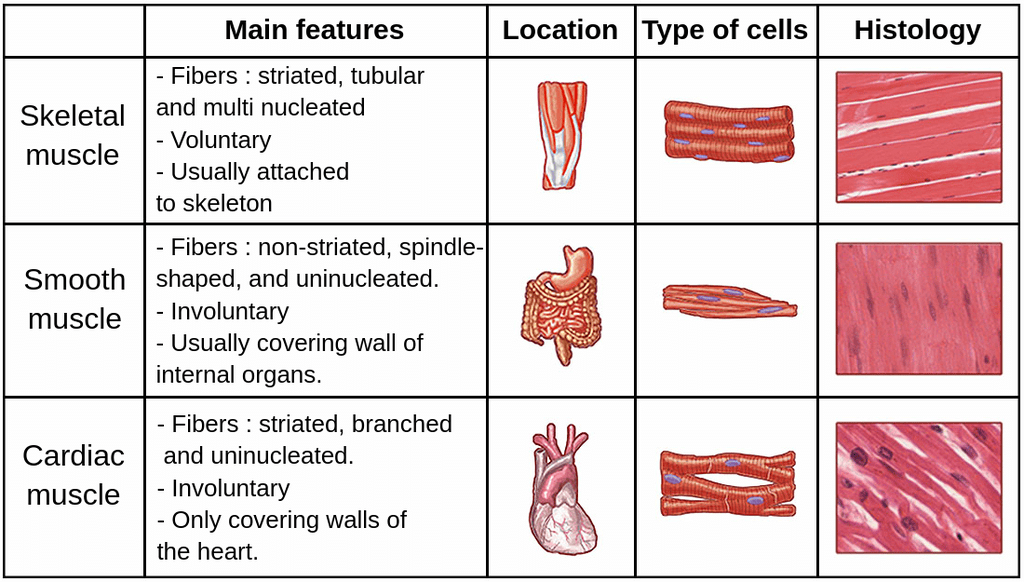  Muscle and Neural Tissue  (Only in NEET