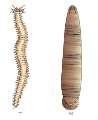 NCERT Notes: Animal Kingdom | NCERT Textbooks, Tests & Solutions - NEET