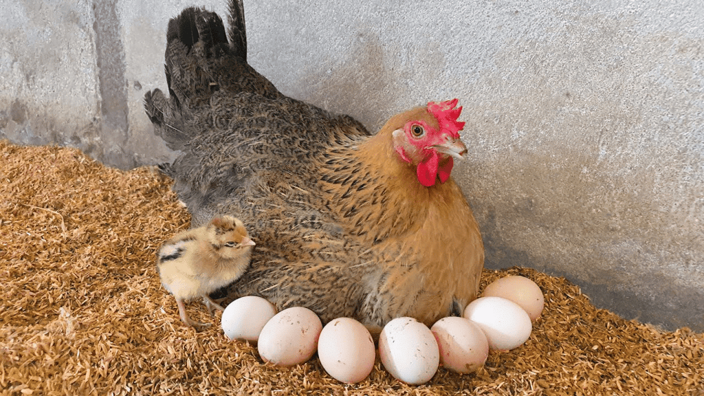 Egg Laying Hen