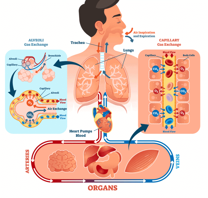 Respiratory Organs & Human Respiratory System | Biology Class 11 - NEET