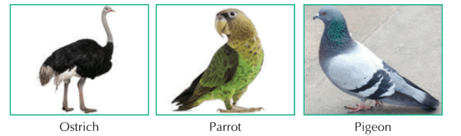 Birds