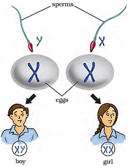 Fertilization and Implantation | Biology Class 12 - NEET