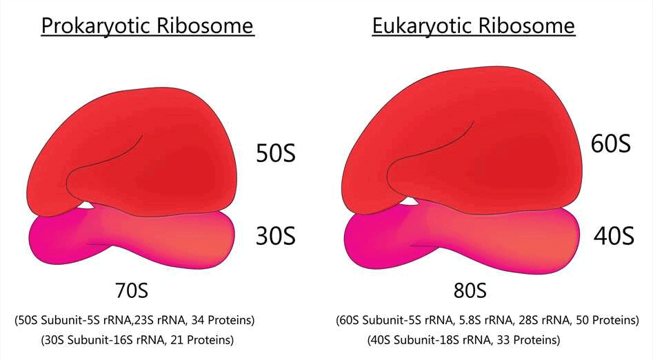 Mitochondria, Plastid, Ribosome & Cytoskeleton | Biology Class 11 - NEET