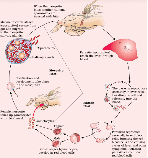 Human Health and Diseases Chapter Notes | Biology Class 12 - NEET
