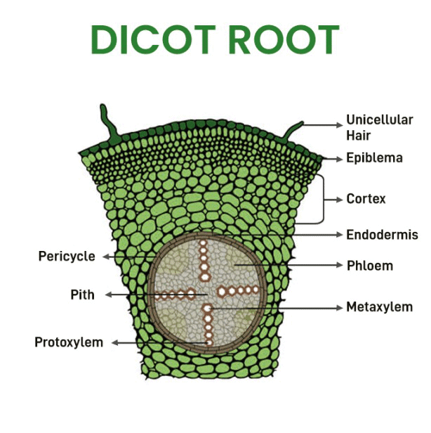 Mnemonics: Anatomy of Flowering Plants | Biology Class 11 - NEET