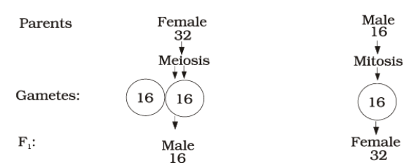 Sex determination in honey bee
