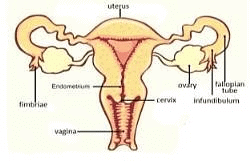 Human Reproduction Chapter Notes | Biology Class 12 - NEET