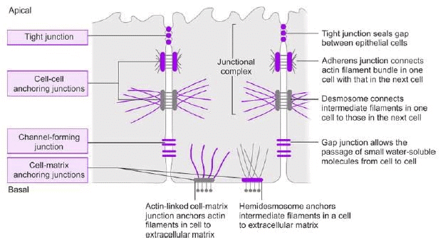 Cell Physiology and Membrane Potential Chapter Notes | Physiology - NEET PG