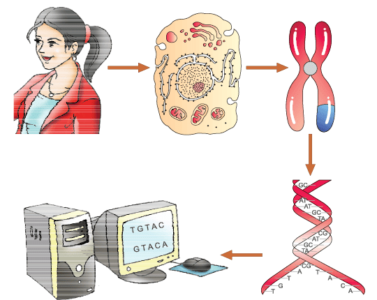 Regulation of Gene Expression | Biology Class 12 - NEET