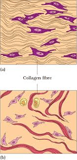  Muscle and Neural Tissue  (Only in NEET
