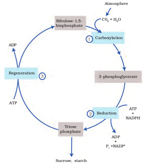 Mnemonics: Photosynthesis in Higher Plants | Biology Class 11 - NEET