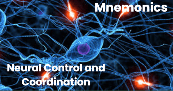 Mnemonics: Neural Control and Coordination | Biology Class 11 - NEET