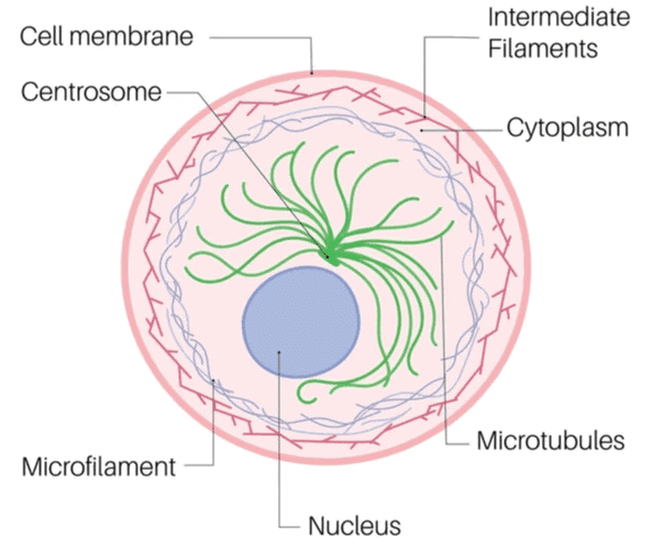 Mitochondria, Plastid, Ribosome & Cytoskeleton | Biology Class 11 - NEET