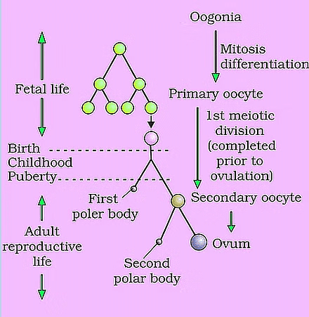 Human Reproduction Chapter Notes | Biology Class 12 - NEET