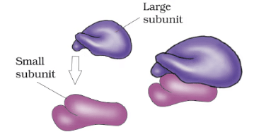 Mitochondria, Plastid, Ribosome & Cytoskeleton | Biology Class 11 - NEET