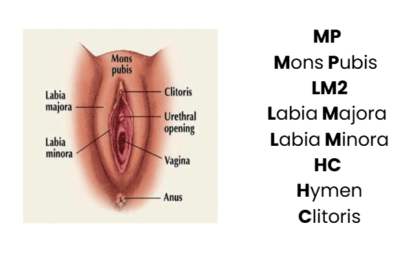 Mnemonics: Human Reproduction | Biology Class 12 - NEET