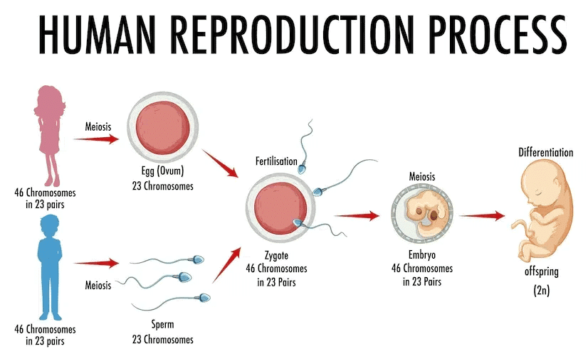 Human Reproduction Chapter Notes | Biology Class 12 - NEET