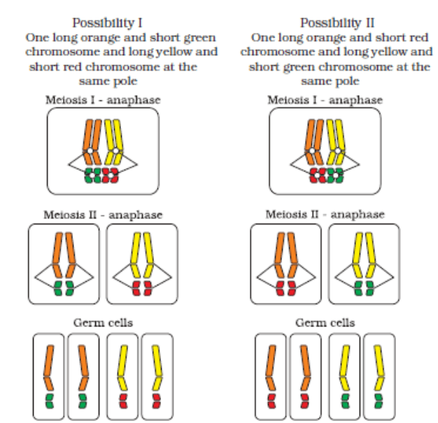 Independent assortment of chromosomes