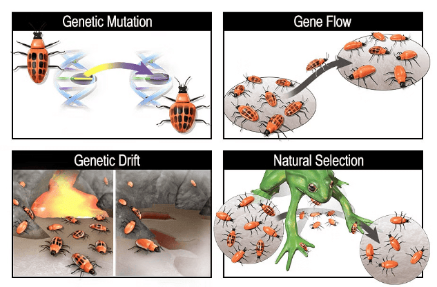 Biological Evolution & Mechanism of Evolution | Biology Class 12 - NEET