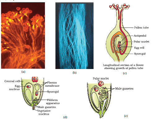 Sexual Reproduction in Flowering Plants Chapter Notes | Biology Class 12 - NEET