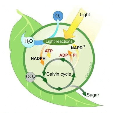 Mnemonics: Photosynthesis in Higher Plants | Biology Class 11 - NEET