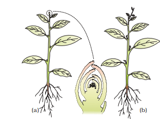 Plant Growth and Development Chapter Notes | Biology Class 11 - NEET
