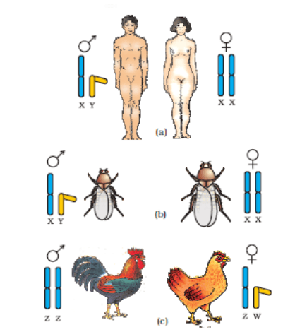 Important Diagrams: Principles of Inheritance and Variation | Biology Class 12 - NEET