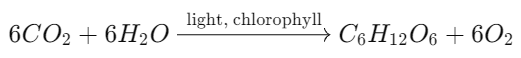 Unit Test(Solutions): Nutrition in Plants | Science Class 7 (Old NCERT)