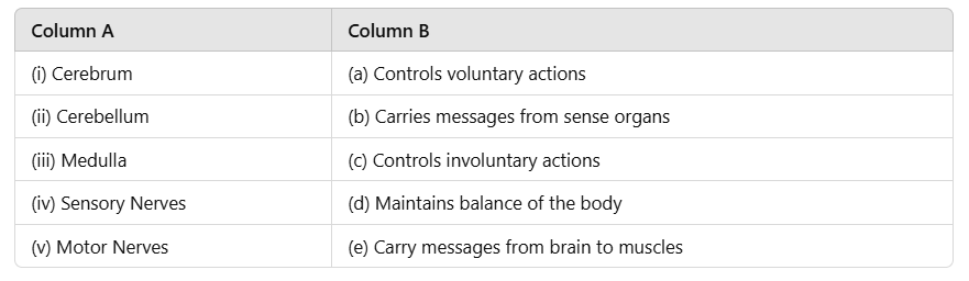 Class 5 Science - Nervous System - CBSE Worksheets - 1