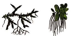 Pteridophytes | Biology Class 11 - NEET