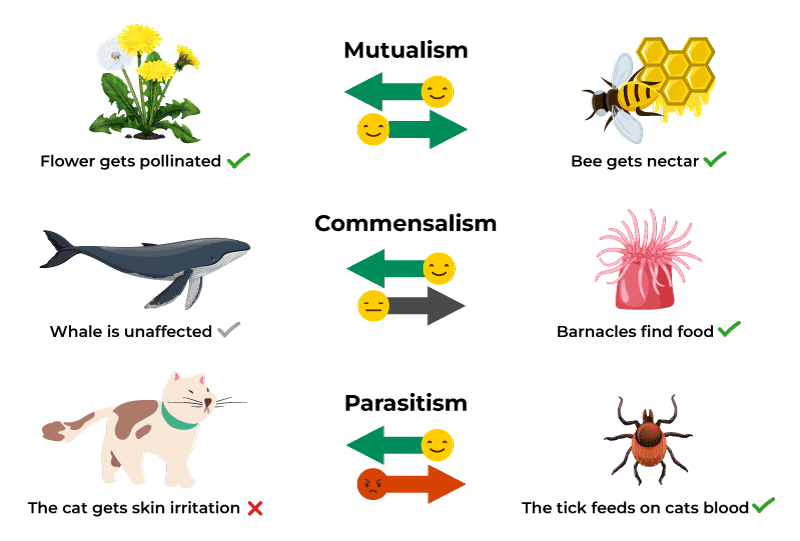 Population Interactions | Biology Class 12 - NEET