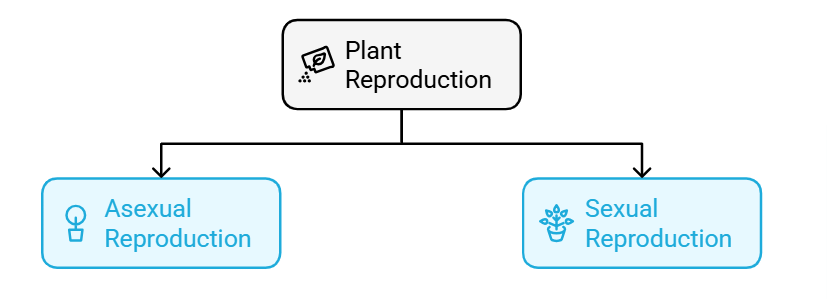 Plant Life Chapter Notes | Science Class 5
