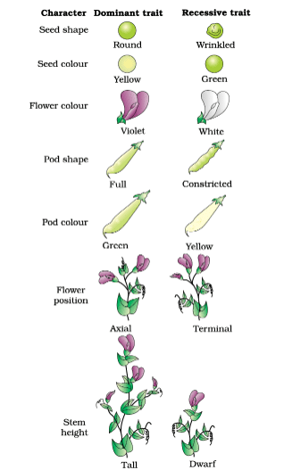 Seven pairs of contrasting traits in pea plant studied by Mendel