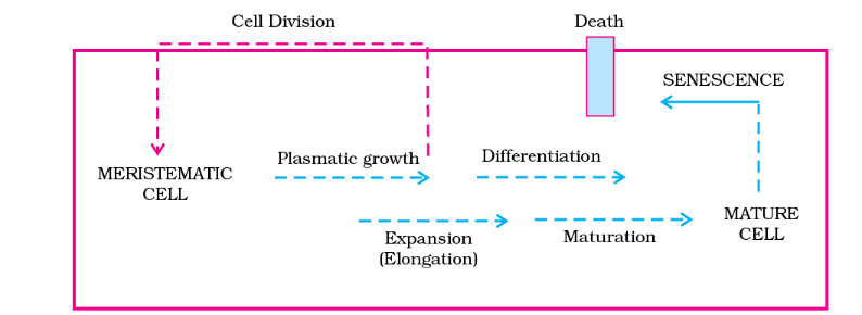 Plant Growth and Development Chapter Notes | Biology Class 11 - NEET