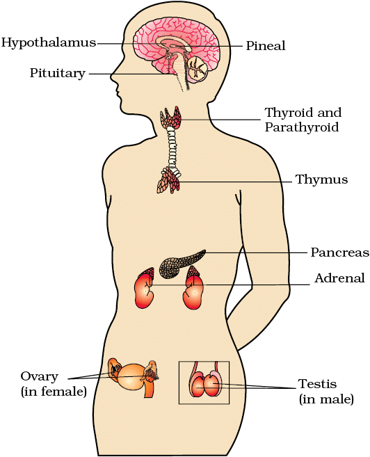 Mnemonics: Chemical Coordination and Integration | Biology Class 11 - NEET