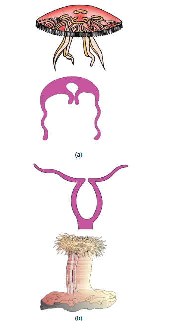 NCERT Notes: Animal Kingdom | NCERT Textbooks, Tests & Solutions - NEET