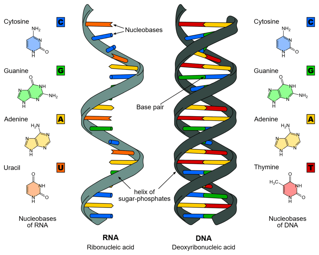 The DNA & Packaging of DNA Helix | Biology Class 12 - NEET