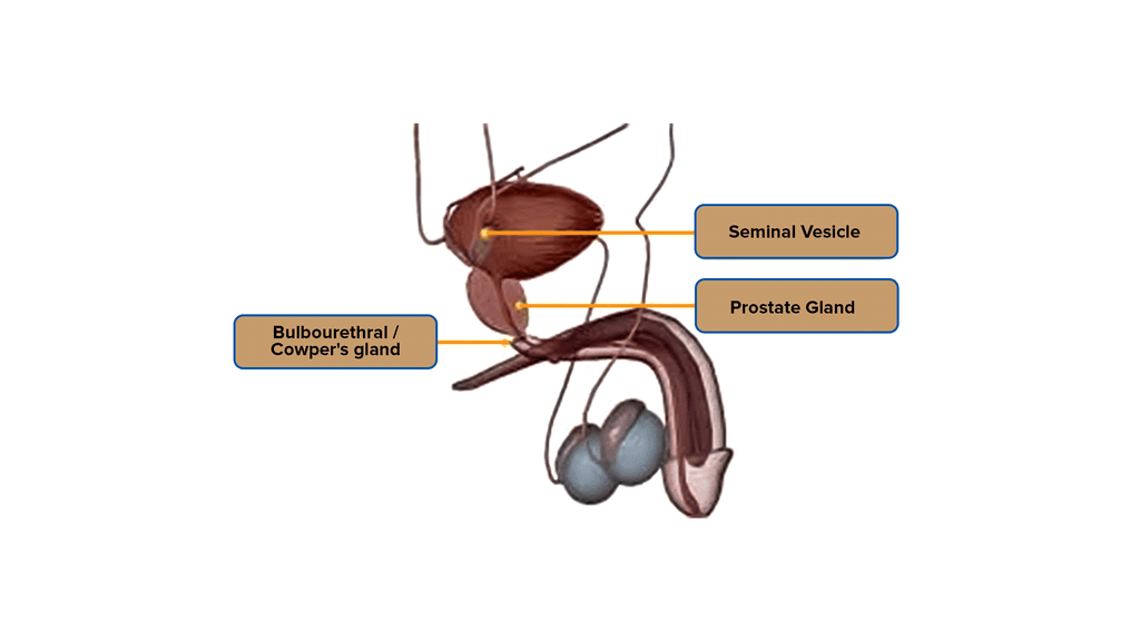 Mnemonics: Human Reproduction | Biology Class 12 - NEET