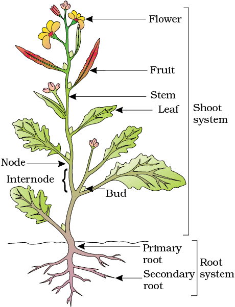 Morphology of Flowering Plants (Only in NEET) | Biology Class 11