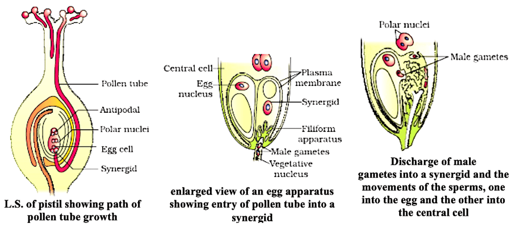 Pollen Pistil Interaction