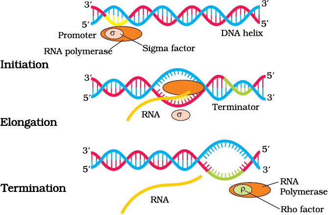 Mnemonics: Molecular Basis of Inheritance | Biology Class 12 - NEET